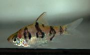стрипед Риба Снакескин Барб (Puntius rhombocellatus) фотографија