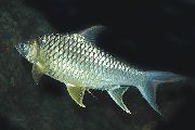 sidabras Žuvis Citrinų Fin Spyglys (Hypsibarbus pierrei, Barbus pierrei, Puntius daruphani) nuotrauka