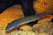 Grön Fisk Cuvier Bichir (Polypterus senegalus) foto