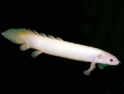 aquarium fish Cuvier Bichir Polypterus senegalus white