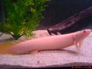 粉红色 鱼 居维叶Bichir (Polypterus senegalus) 照片