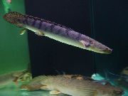Weeksii Bichir 斑 鱼