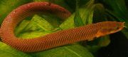 Marrom Peixe Reed Fish (Erpetoichthys calabaricus) foto