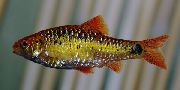 Aur Pește Barb Verde (Barbus semifasciolatus, Puntius semifasciolatus) fotografie