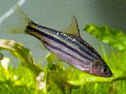Смугастий Риба Барбус Лінійний (Барбус Четирехлінейний) (Puntius lineatus, barbus lineatus) фото