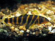 Strisce Pesce Tigre Loach, Loach Bengala (Botia dario) foto