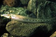 斑 鱼 Horseface泥鳅 (Acanthopsis choirorhynchus) 照片