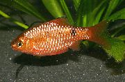 aquarium fish Rosy Barb Barbus conchonius, Puntius conchonius gold