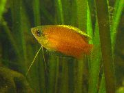 Jaune poisson Miel Naine Gourami (Colisa sota, Colisa chuna) photo