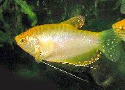 kuld Kala Kulla Gurami (Trichogaster trichopterus) foto