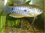 მყივანი თევზი Cosby Gourami (Trichogaster trichopterus cosbi) ფოტო