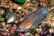 Gestreift Fisch Dicke Lippen Gourami (Colisa labiosa) foto