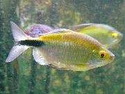 Longfin Tetra zelts Zivs