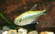 Золотистий Риба Тетра Золотиста (Hemigrammus armstrongi) фото
