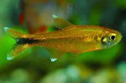ოქროს თევზი Hasemania Nana  ფოტო
