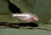 sidabras Žuvis Aklas Urvas Tetra (Astyanax mexicanus fasciatus, Anoptichthys jordani) nuotrauka