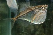 Silber Fisch Hatchetfish (Carnegiella) foto