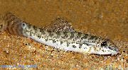 Tacheté poisson Glissière Loche (Acanthocobitis botia) photo