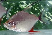 sølv Fisk Wimpel Piraja (Catoprion mento) bilde