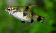 Aur Pește Barb Pitic De Aur (Barbus gelius, puntius gelius) fotografie