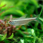 Hyphessobrycon Agulha ვერცხლის თევზი