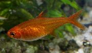 aquarium fish Ember Tetra Hyphessobrycon amandae red