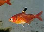 红水晶四，哈拉尔德·舒尔茨的四 红 鱼
