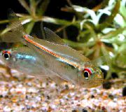ზოლიანი თევზი  (Hyphessobrycon heterorhabdus) ფოტო