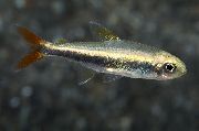 Silber Fisch Loreto Tetra (Hyphessobrycon loretoensis) foto