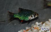 Grün Fisch Sumatrabarbe (Barbus tetrazona. Puntius tetrazona) foto