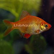 aquarium fish Tiger Barb Barbus tetrazona. Puntius tetrazona red