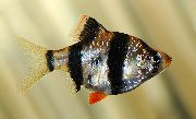 Gestreift Fisch Sumatrabarbe (Barbus tetrazona. Puntius tetrazona) foto