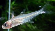 Hyphessobrycon Непълнолетен Сребро Риба