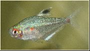 aquarium fish Lesser Bleeding Heart Tetra Hyphessobrycon socolofi silver