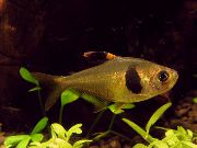 залацісты Рыба Тэтра Кававая (Hyphessobrycon takasei) фота