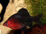 aquarium fish The black ruby barb Barbus nigrofasciatus striped