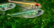 Moenkhausia Intermedia მწვანე თევზი