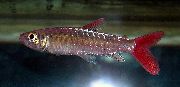Pinktail Chalceus Сребро Риба