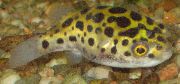 მყივანი თევზი Leopard Puffer (Tetraodon schoutedeni) ფოტო
