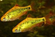 altın Balık Barbus Schuberti (Barbus semifasciolatus schuberti, Puntius semifasciolatus schuberti) fotoğraf