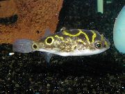 Manchado Peixe Eyespot Puffer Fish (Tetraodon biocellatus) foto