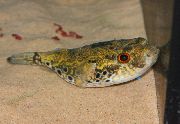 მყივანი თევზი კუზა Puffer (Tetraodon palembangensis) ფოტო
