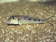 Reperat Pește Ochrogenys Xenotilapia (Xenotilapia ochrogenys) fotografie