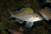 Silber Fisch Spilopterus (Xenotilapia spilopterus) foto