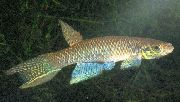 ყავისფერი თევზი Aphyolebias  ფოტო
