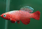 Червоний Риба Нотобранхіус (Nothobranchius) фото