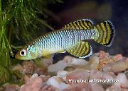 Nothobranchius Azzurro Pesce