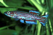 Gestreift Fisch Aphyosemion (Aphyosemion. Scriptaphyosemion) foto