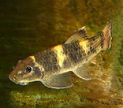 Смугастий Риба Гарра Флаватра (Garra flavatra) фото