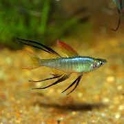 Threadfin Rainbowfish çizgili Balık